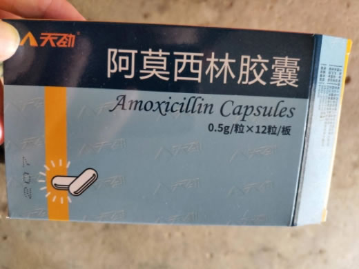 天劲阿莫西林胶囊招商代理 12粒