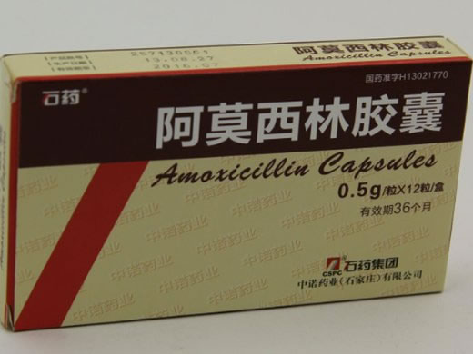 石药阿莫西林胶囊招商代理 12粒 中诺药业